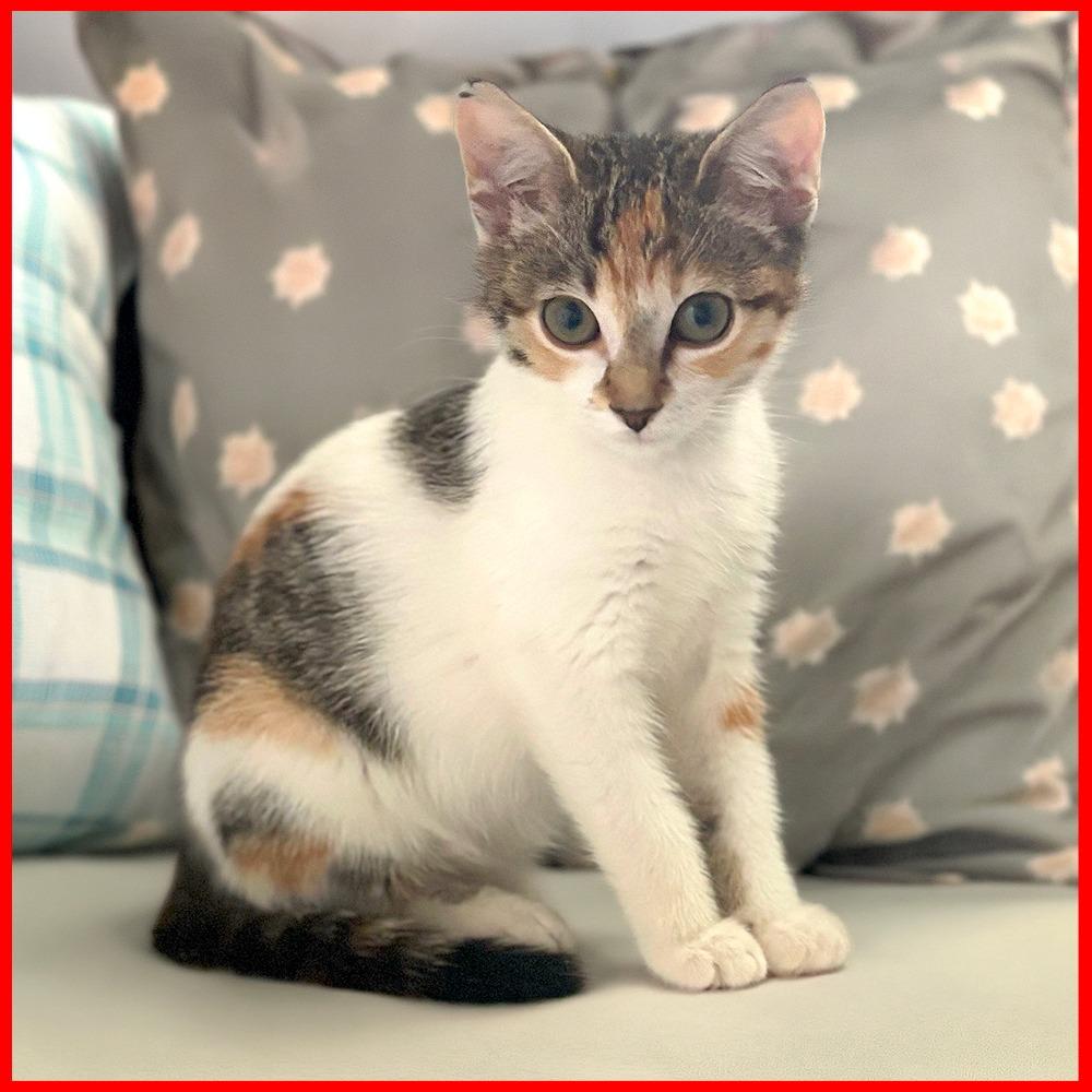 Enlarge Pinna, a Adoptable Domestic Short Hair in Durham, NC image 4/6