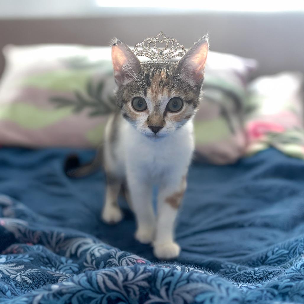 Enlarge Pinna, a Adoptable Domestic Short Hair in Durham, NC image 5/6