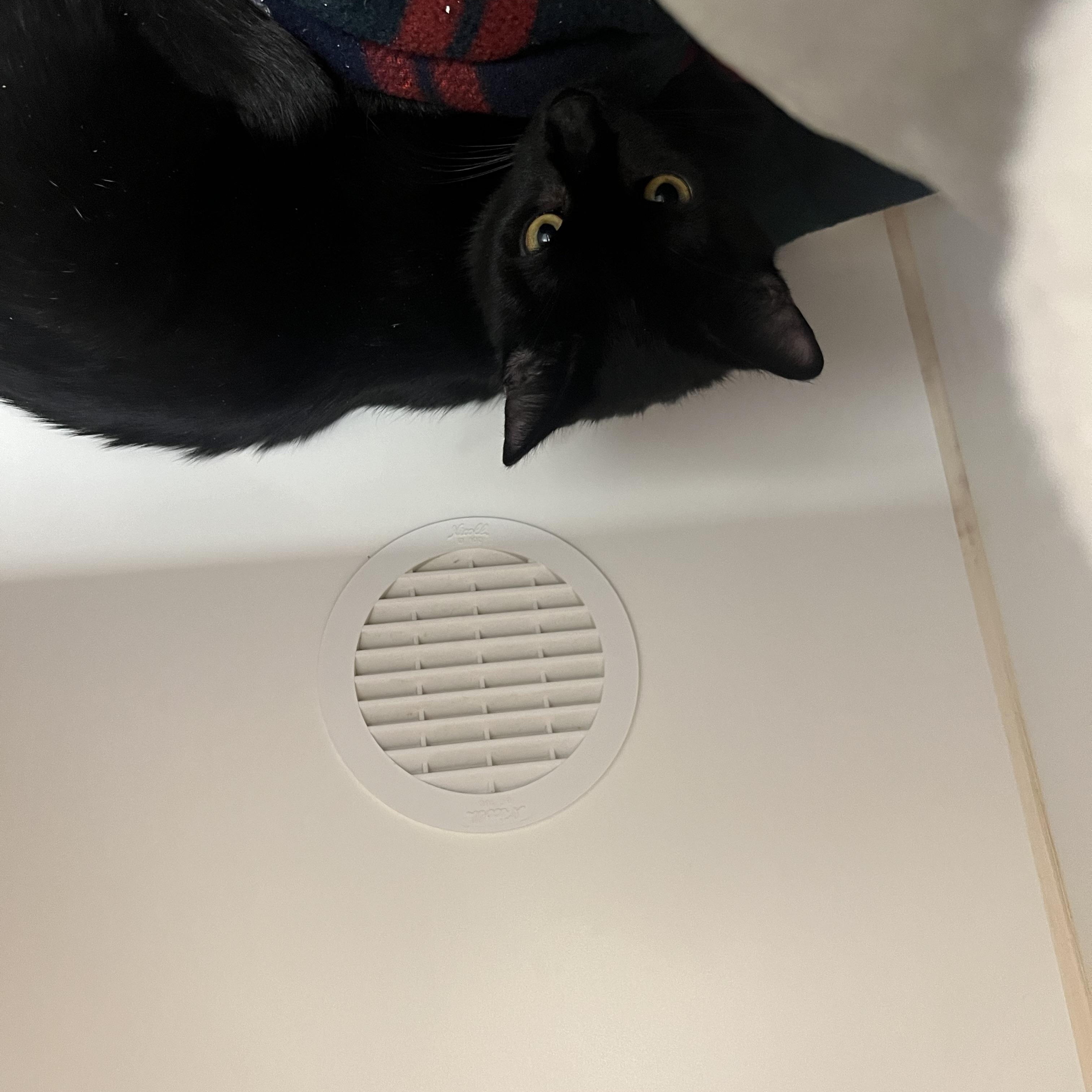 Enlarge Sebastian, an adopted Domestic Short Hair in Reisterstown, MD image 1/1