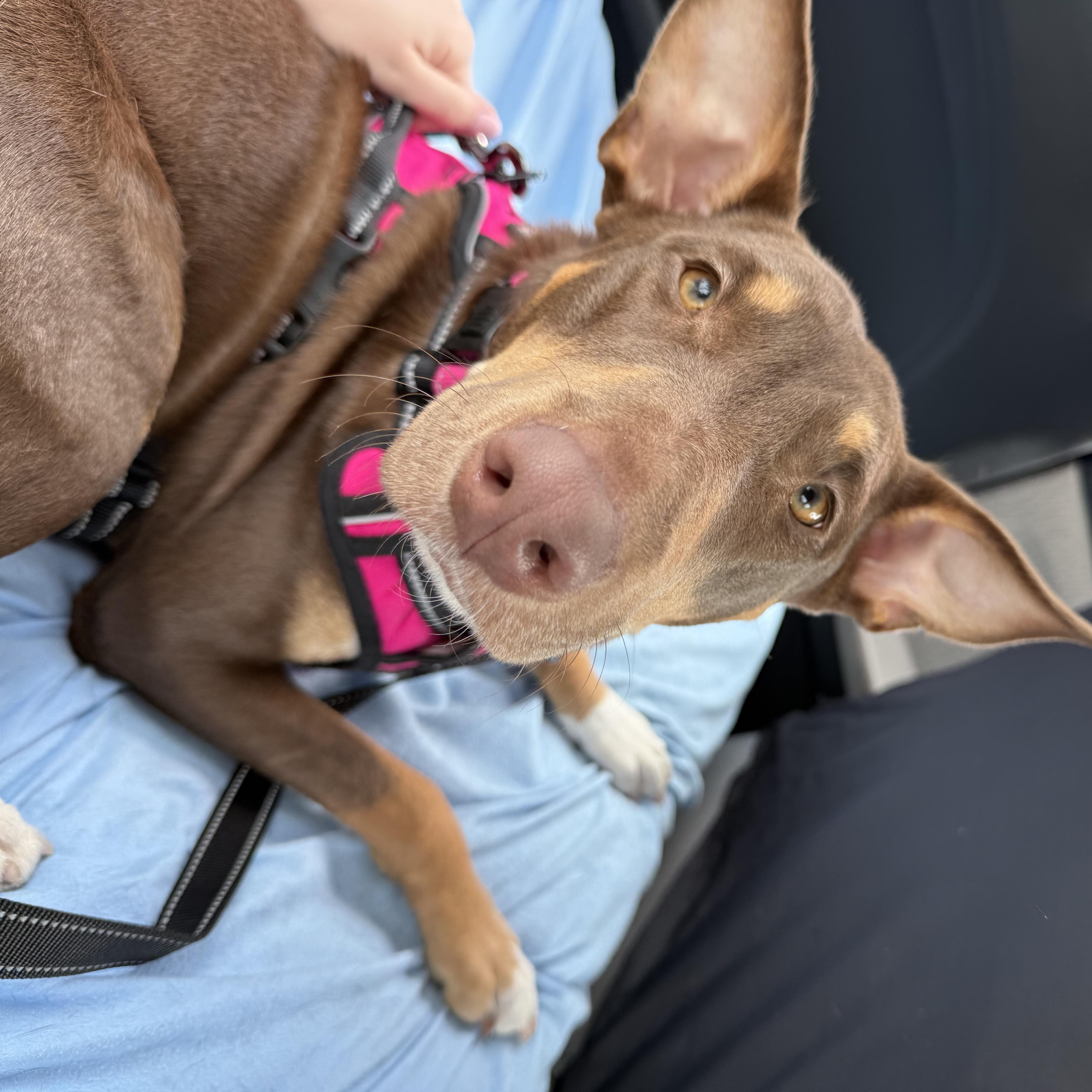 Enlarge Pearl, a ADOPTABLE mixed breed in LEHIGH ACRES, FL image 2/6