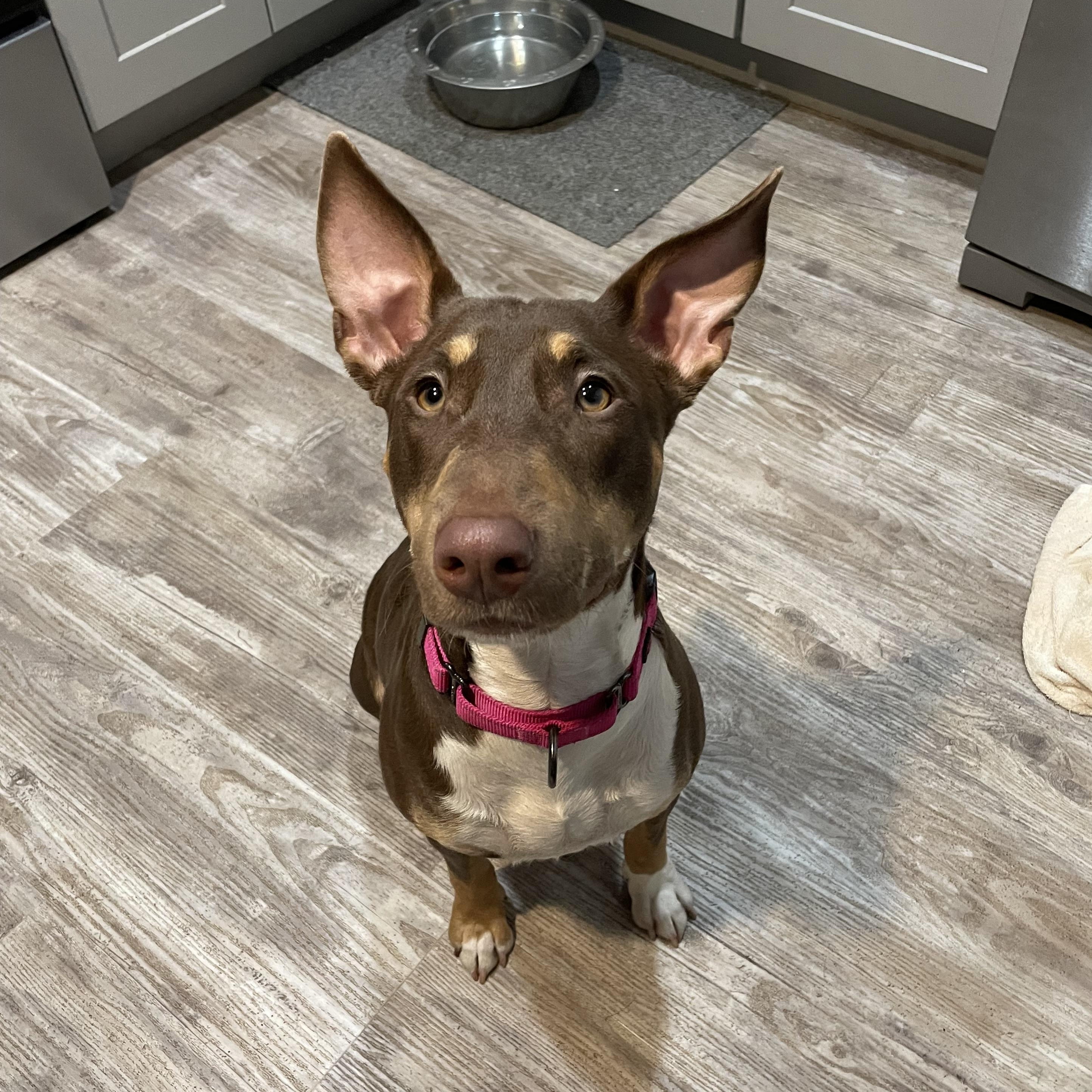 Enlarge Pearl, a ADOPTABLE mixed breed in LEHIGH ACRES, FL image 6/6