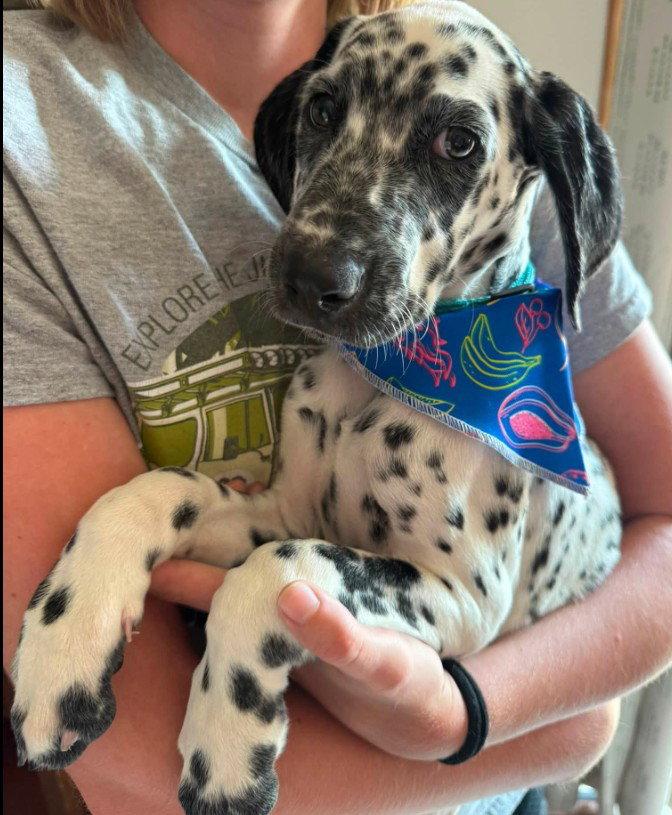 Vadar, Adopted, Young Male Dalmatian & Standard Poodle.