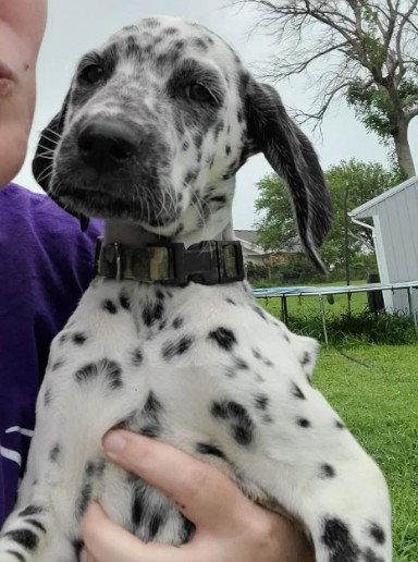 Vadar, a Adopted mixed breed in West Des Moines, IA image 2/2