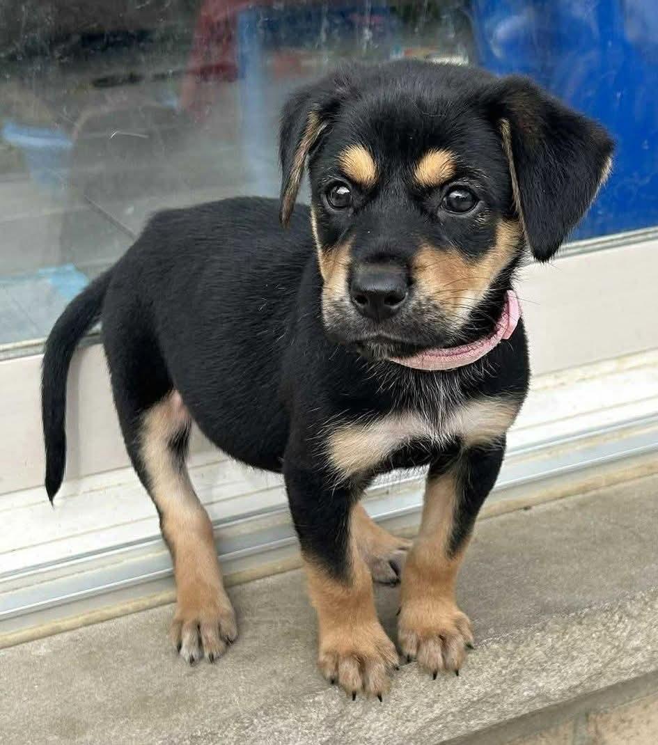 Piper