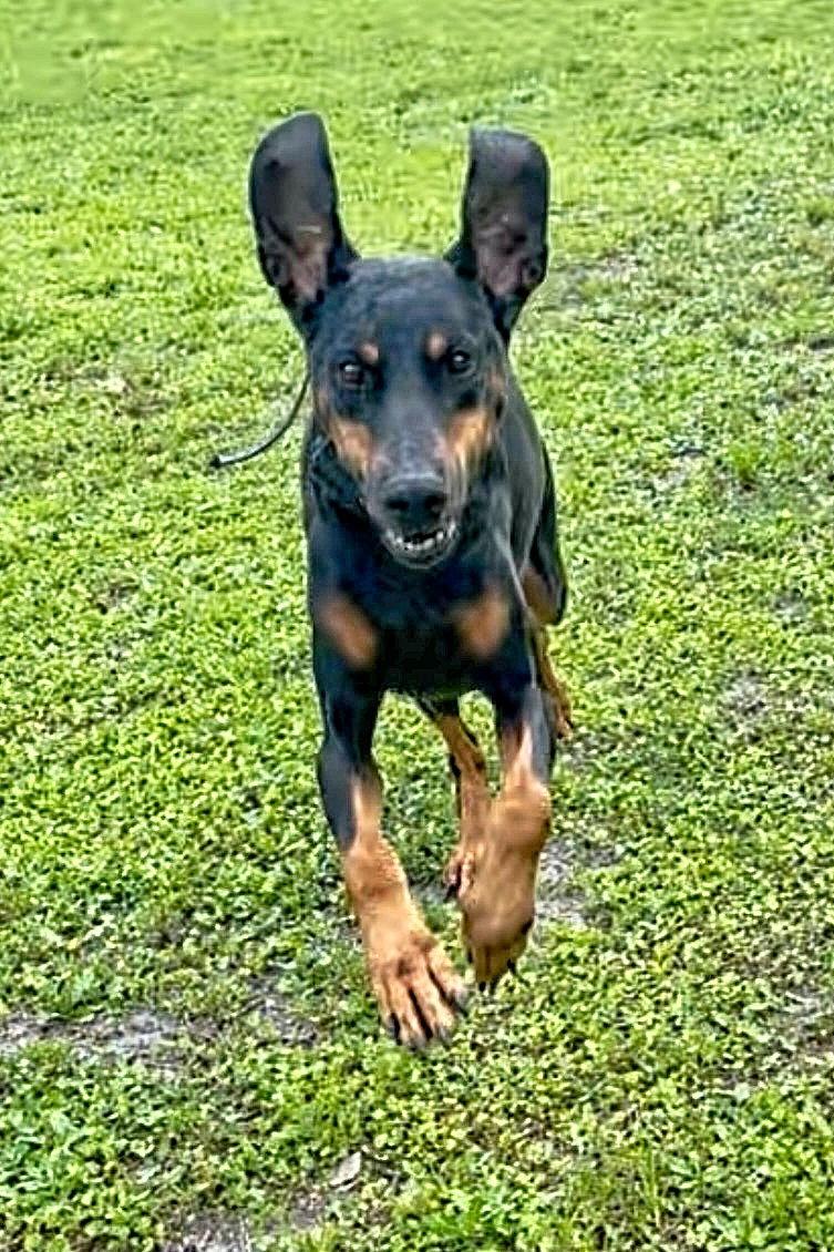 Enlarge Nyla 3288, a Adoptable Doberman Pinscher in Oakland Park, FL image 1/3