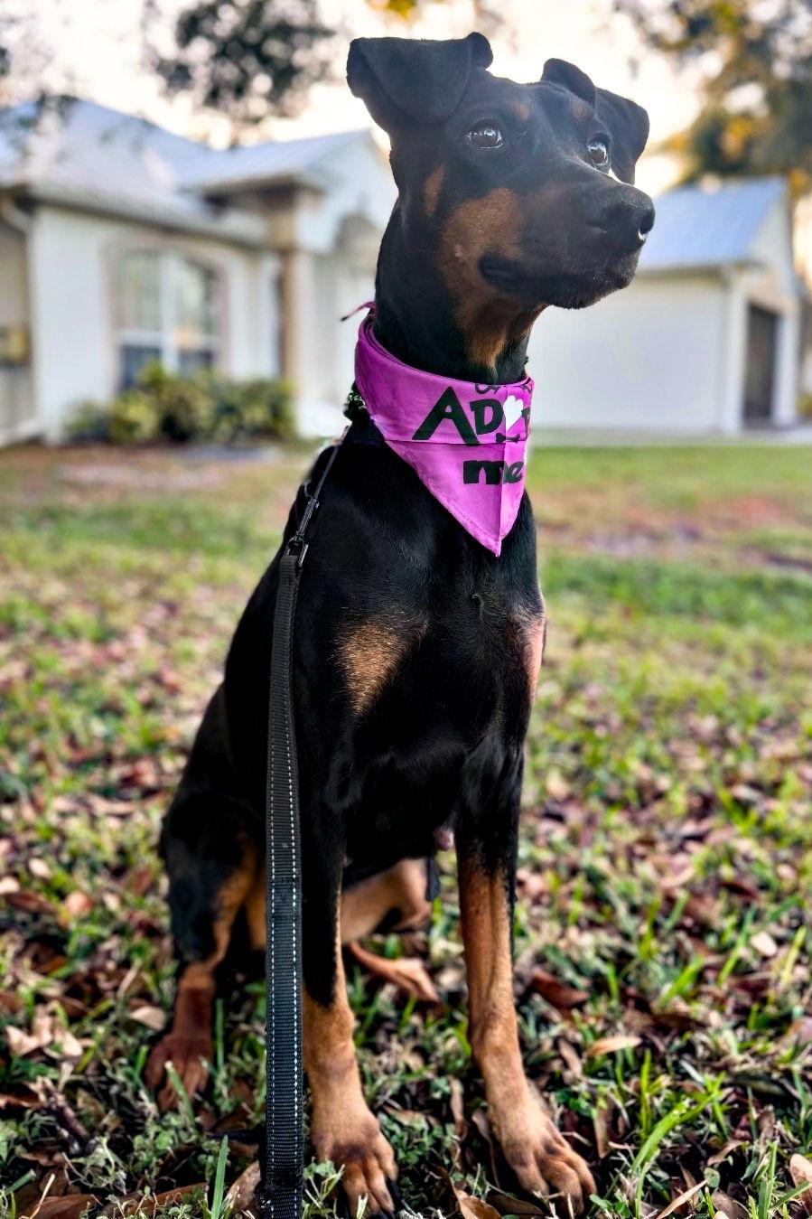 Nyla 3288, a Adoptable Doberman Pinscher in Oakland Park, FL image 2/3