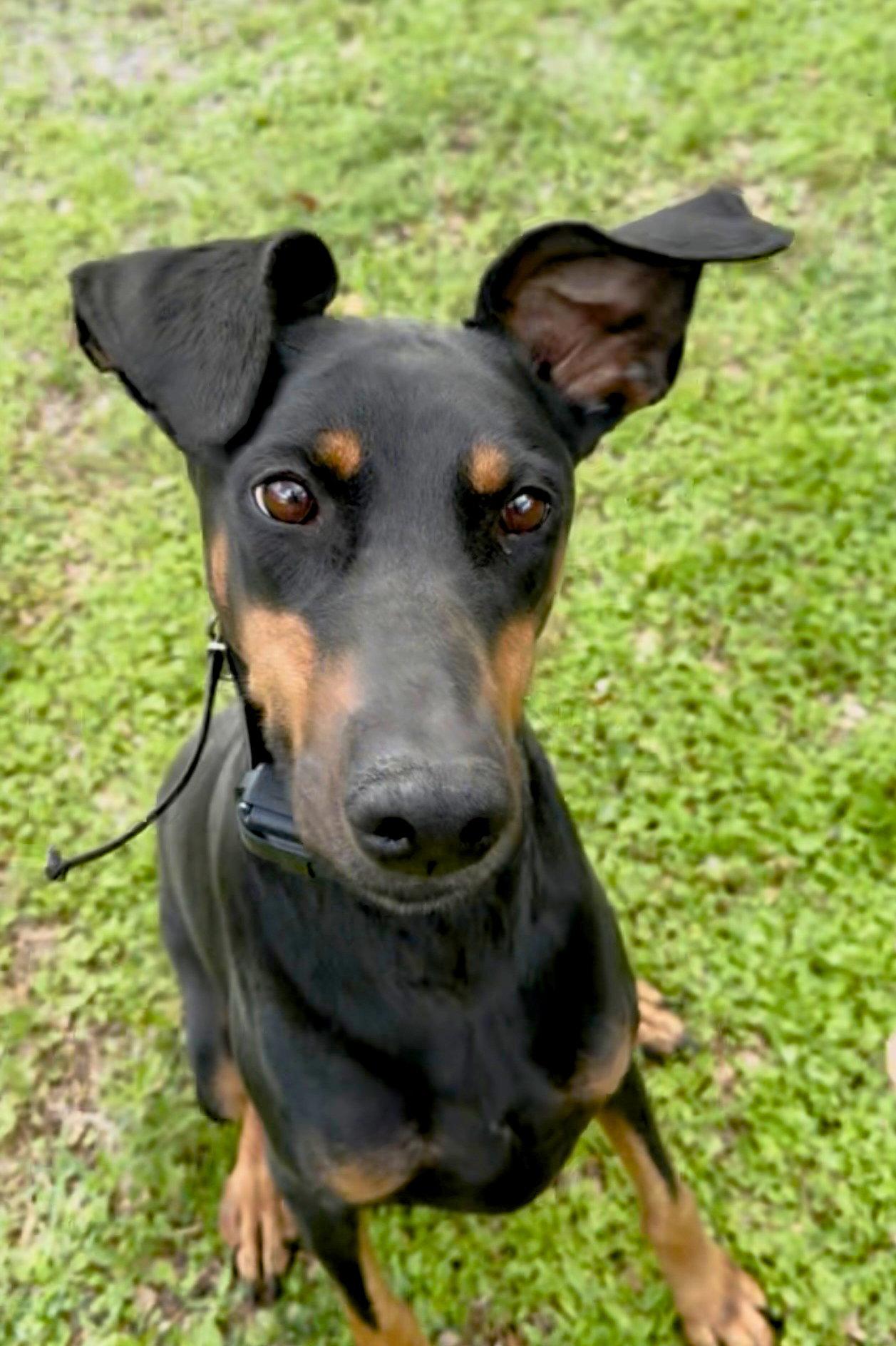 Enlarge Nyla 3288, a Adoptable Doberman Pinscher in Oakland Park, FL image 2/3