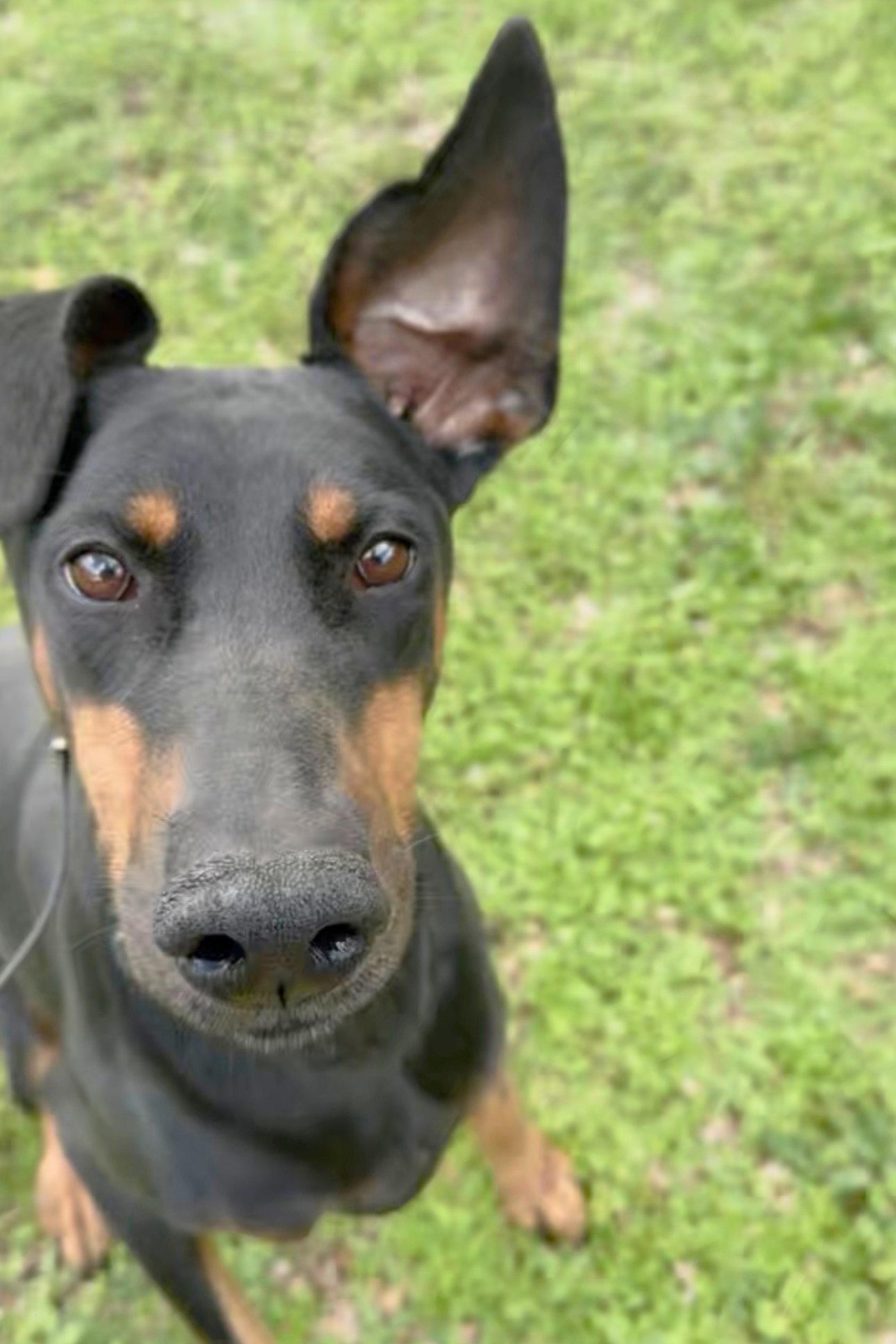 Enlarge Nyla 3288, a Adoptable Doberman Pinscher in Oakland Park, FL image 3/3
