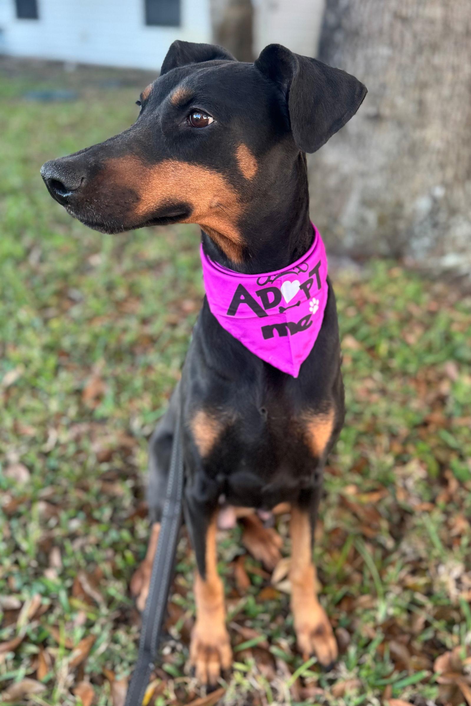 Nyla 3288, a Adoptable Doberman Pinscher in Oakland Park, FL image 3/3