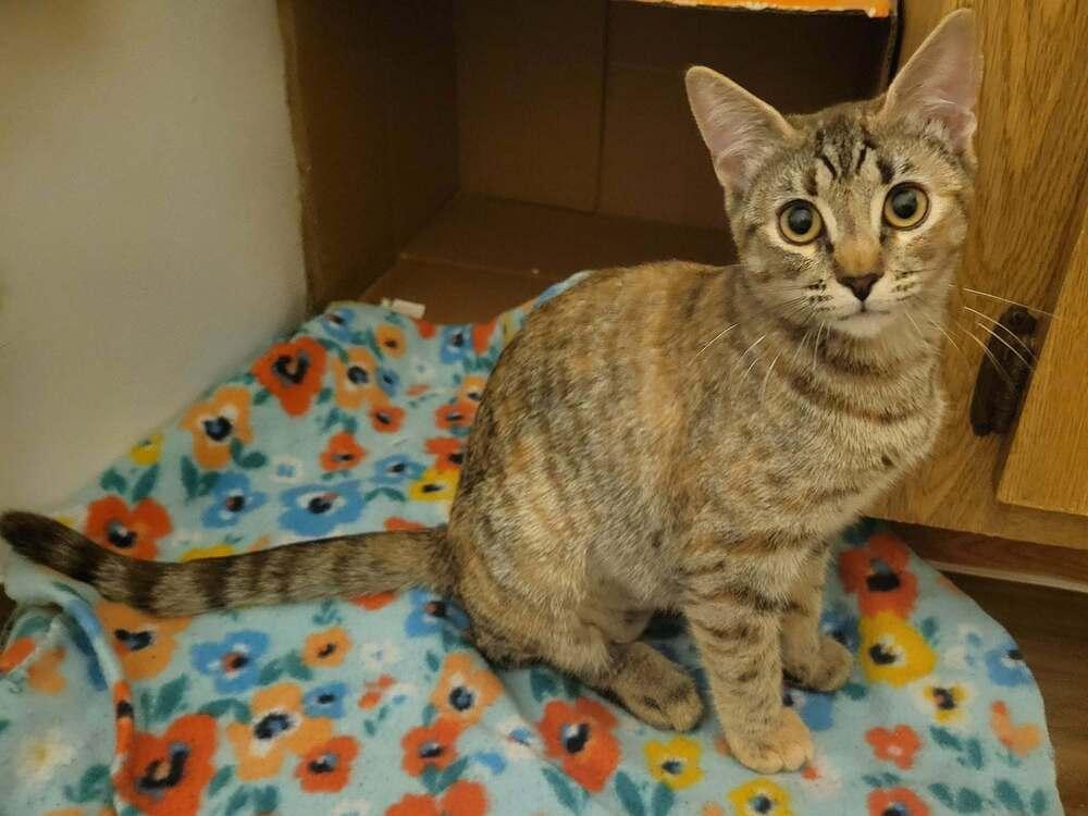 Thelma 2, Adoptable, Kitten Female Domestic Short Hair.