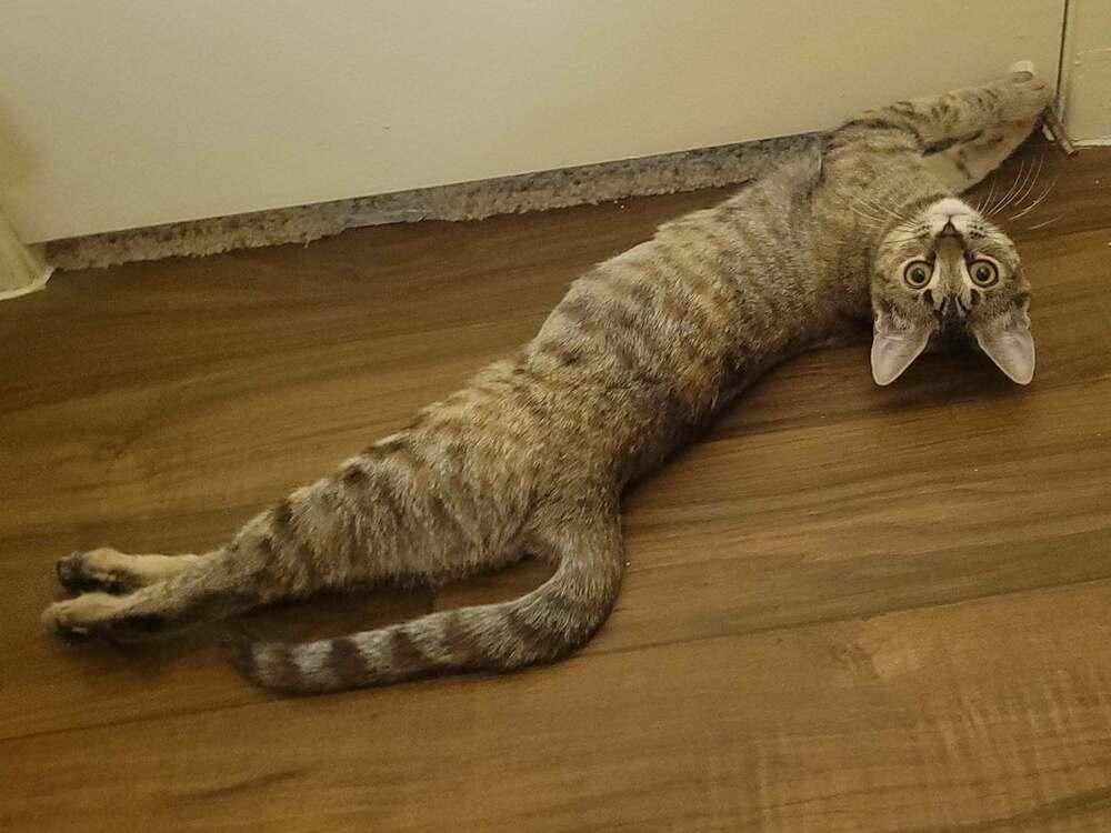 Thelma 2, a Adoptable mixed breed in tucson, AZ image 2/3