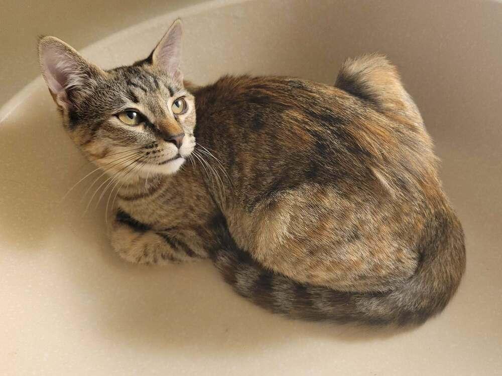 Thelma 2, a Adoptable mixed breed in tucson, AZ image 3/3