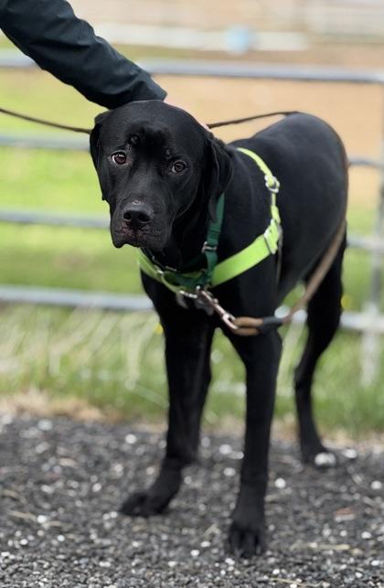 Enlarge Bonnie, a Adoptable mixed breed in Burlington, WA image 1/3