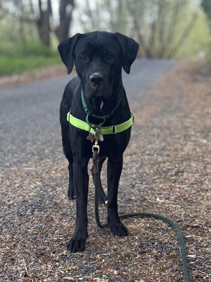 Bonnie, Adoptable, Young Female Labrador Retriever & Pit Bull Terrier.