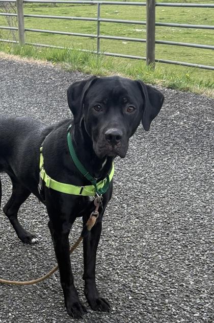 Enlarge Bonnie, a Adoptable mixed breed in Burlington, WA image 2/3