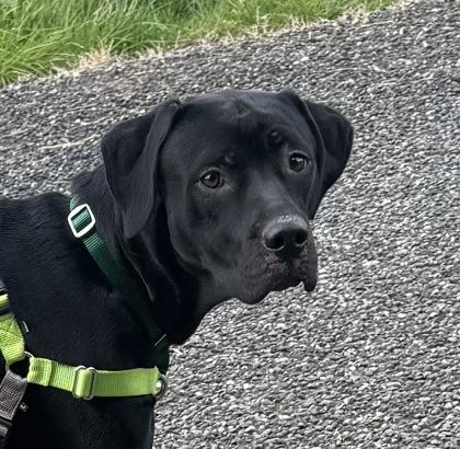 Enlarge Bonnie, a Adoptable mixed breed in Burlington, WA image 3/3