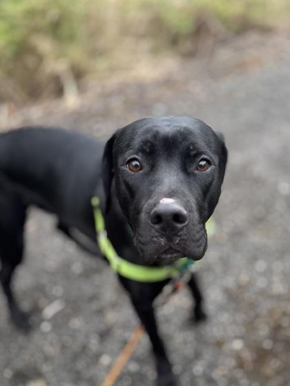 Enlarge Bonnie, a Adoptable mixed breed in Burlington, WA image 2/3