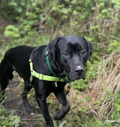 Enlarge Bonnie, a Adoptable mixed breed in Burlington, WA image 3/3