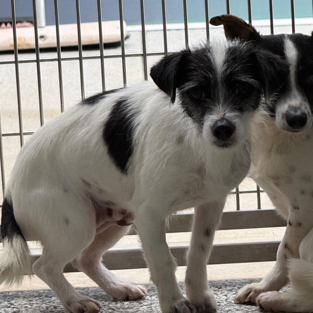 Enlarge Shea, a Adoptable mixed breed in Madisonville, TN image 2/2