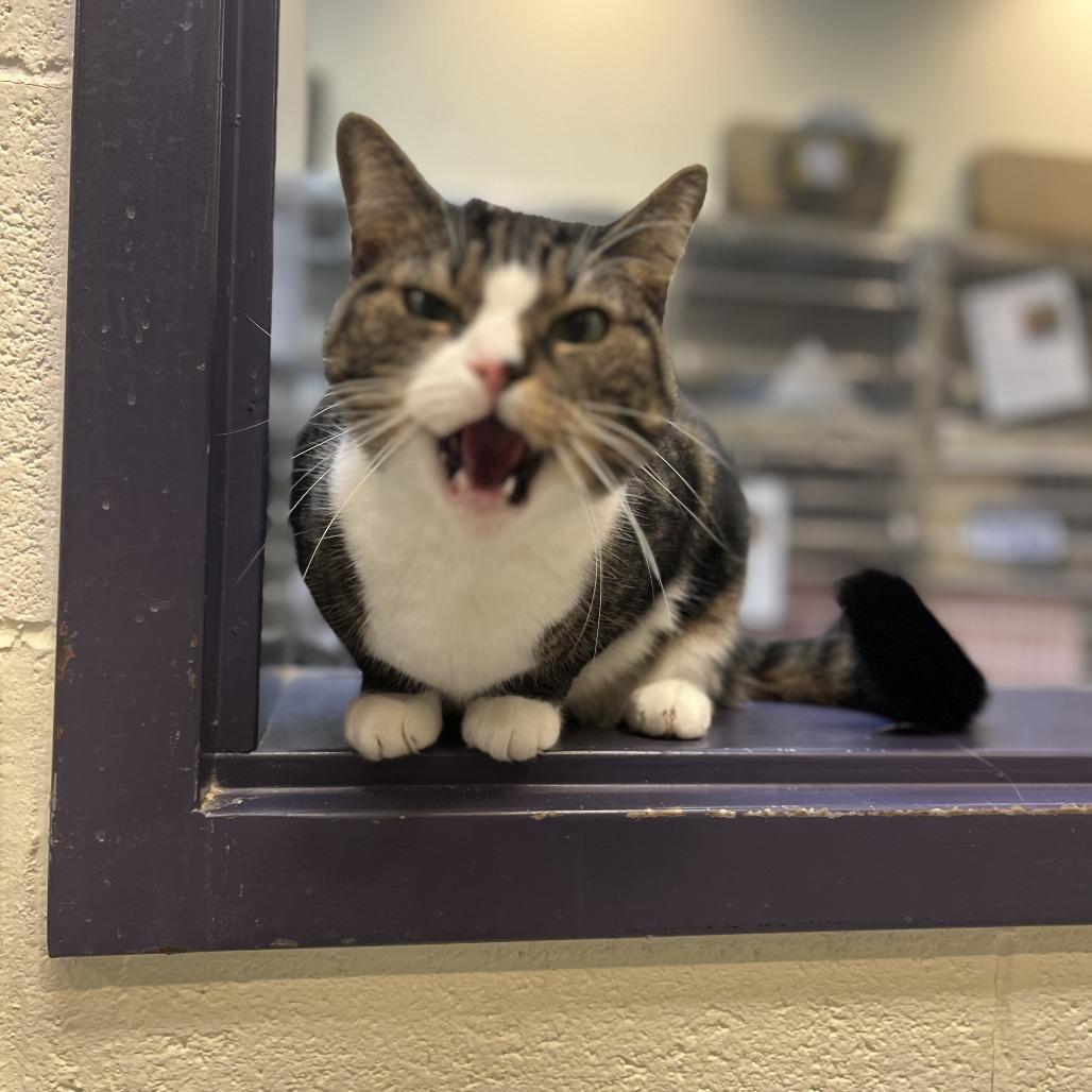 Enlarge Bunny, a Adoptable Domestic Short Hair in Charlottesville, VA image 1/6