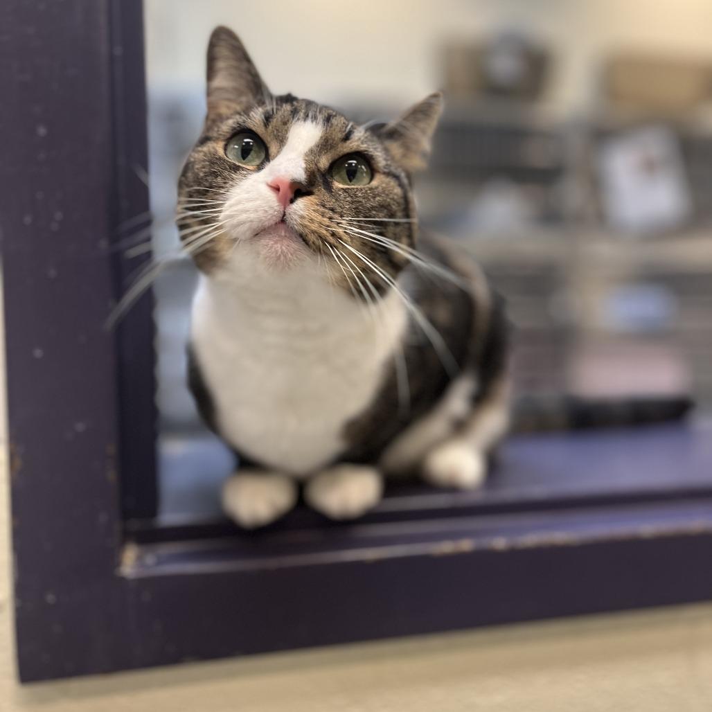 Enlarge Bunny, a Adoptable Domestic Short Hair in Charlottesville, VA image 2/6