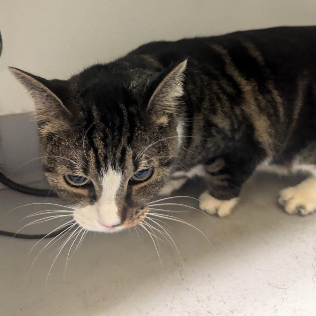 Enlarge Bunny, a Adoptable Domestic Short Hair in Charlottesville, VA image 1/4