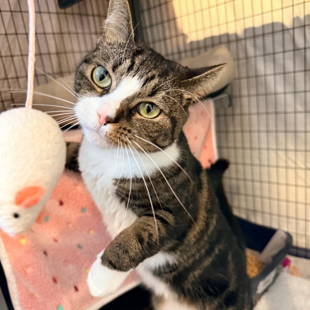 Enlarge Bunny, a Adoptable Domestic Short Hair in Charlottesville, VA image 2/4
