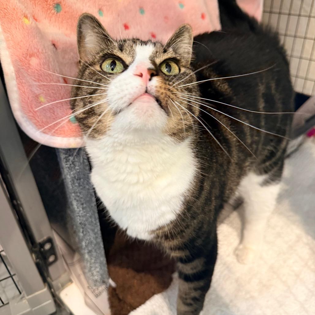 Enlarge Bunny, a Adoptable Domestic Short Hair in Charlottesville, VA image 3/4