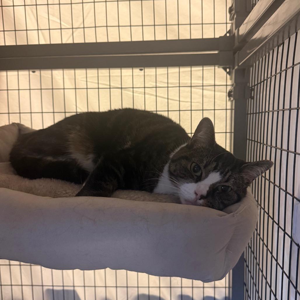 Enlarge Bunny, a Adoptable Domestic Short Hair in Charlottesville, VA image 4/4