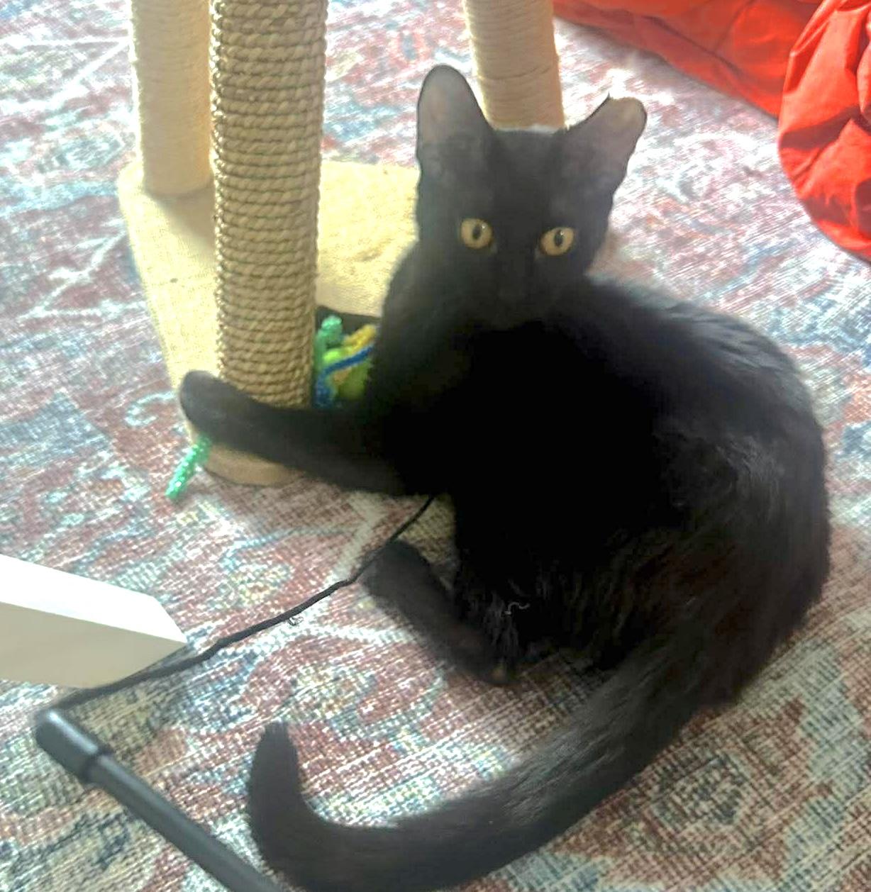 Enlarge Avie, a ADOPTABLE mixed breed in Chicago, IL image 4/6