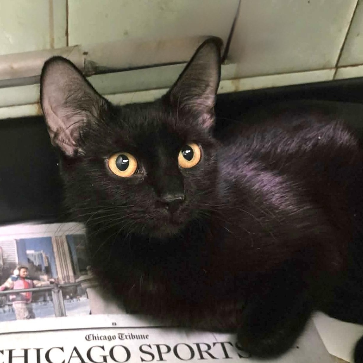 Enlarge Avie, a ADOPTABLE mixed breed in Chicago, IL image 6/6