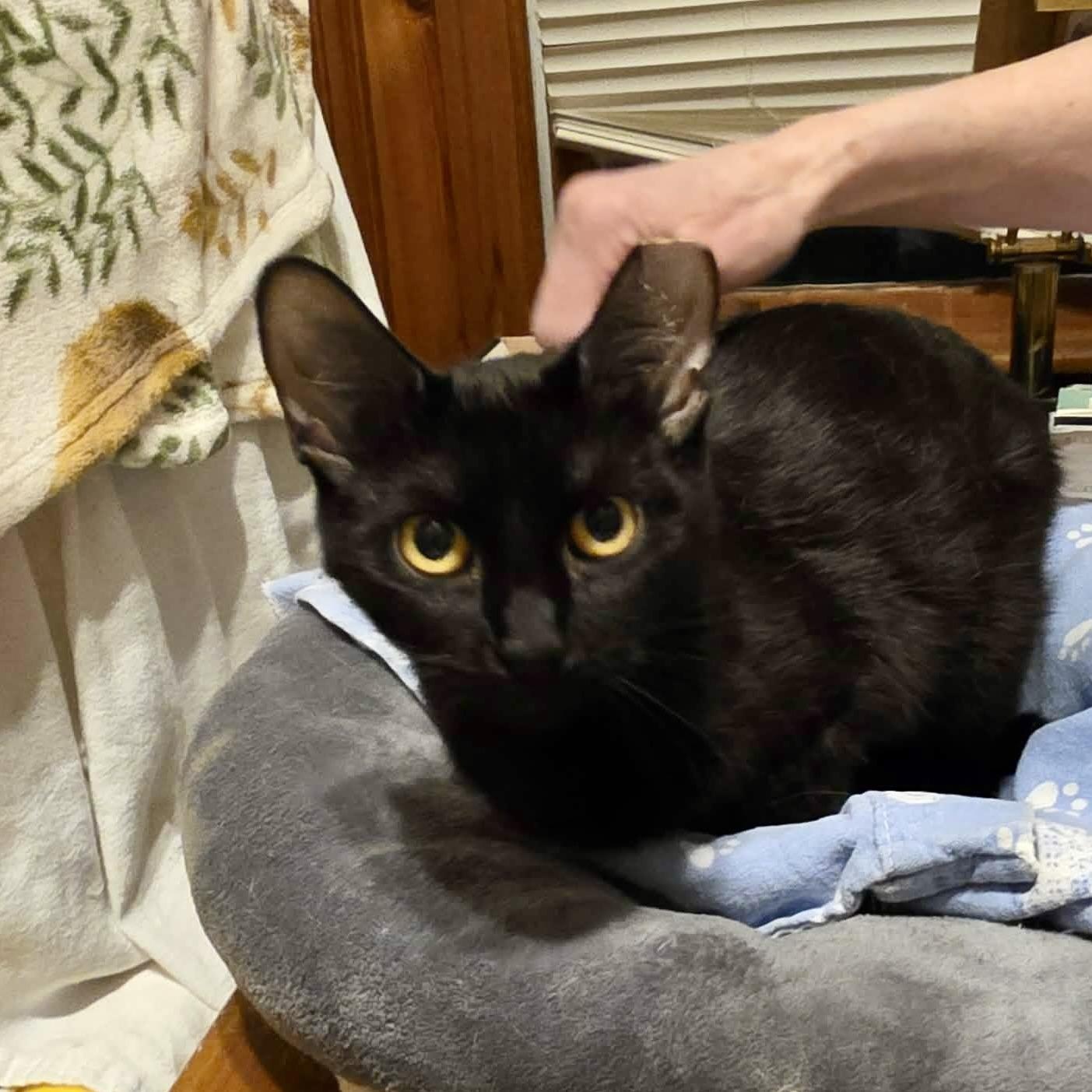 Avie, ADOPTABLE, Adult Female Domestic Short Hair.