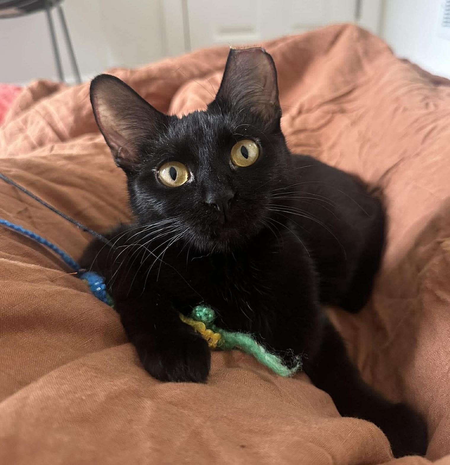 Avie, ADOPTABLE, Adult Female Domestic Short Hair.