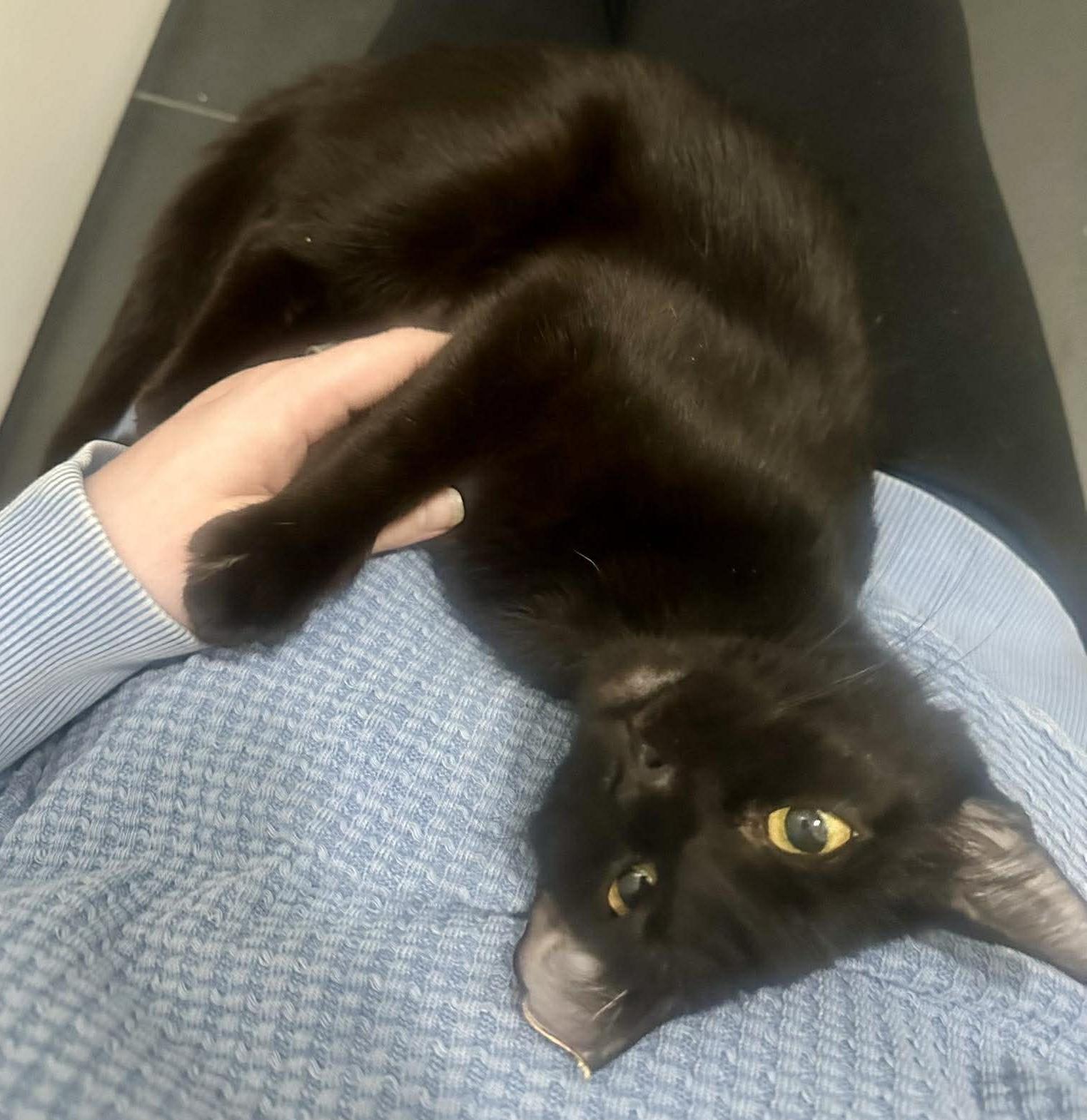 Enlarge Avie, a ADOPTABLE mixed breed in Chicago, IL image 2/6