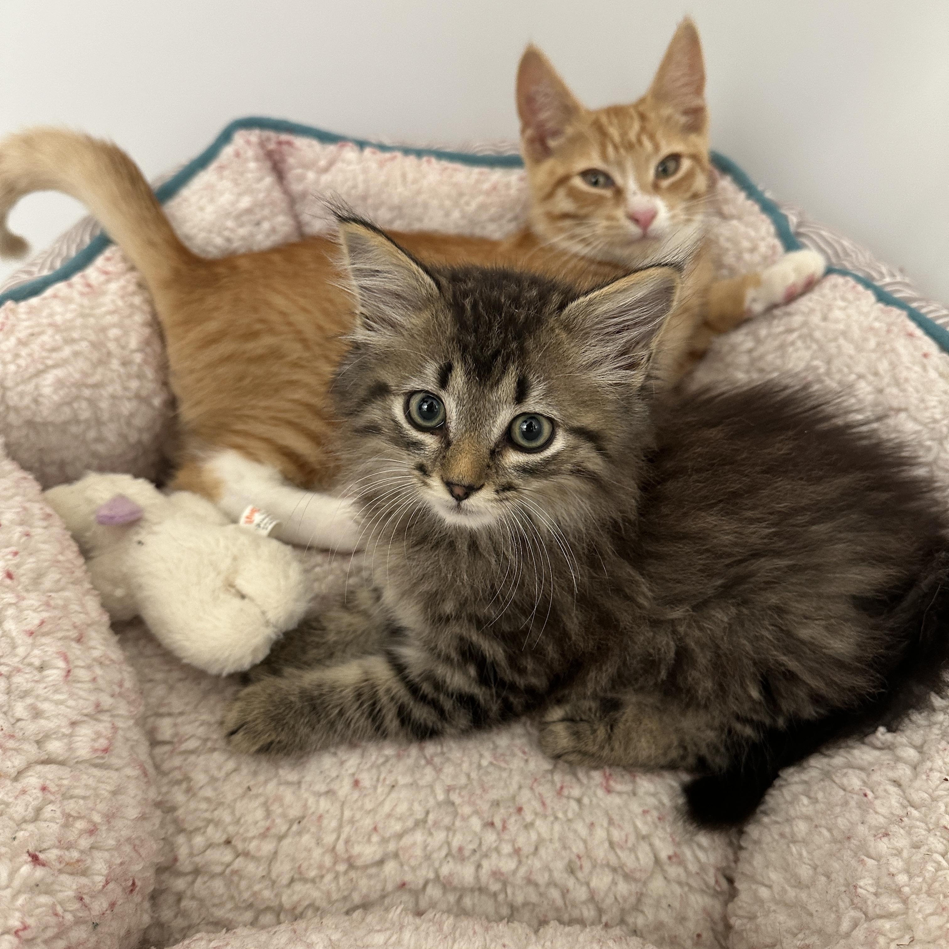 Taco & Pico, Baby Male unknown