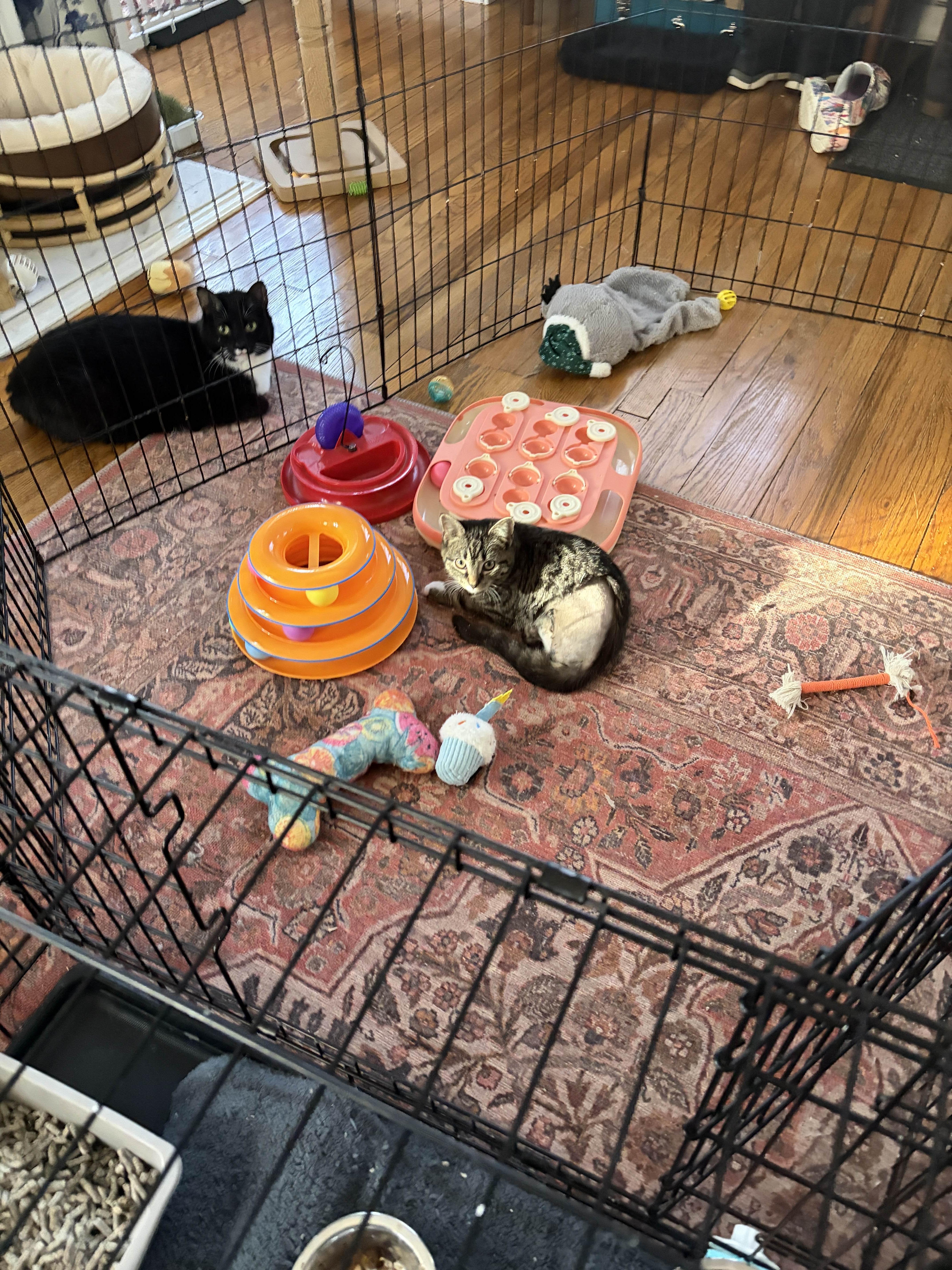 Enlarge Tripod Truffles, a Adoptable Domestic Short Hair in Cleveland Heights, OH image 6/6