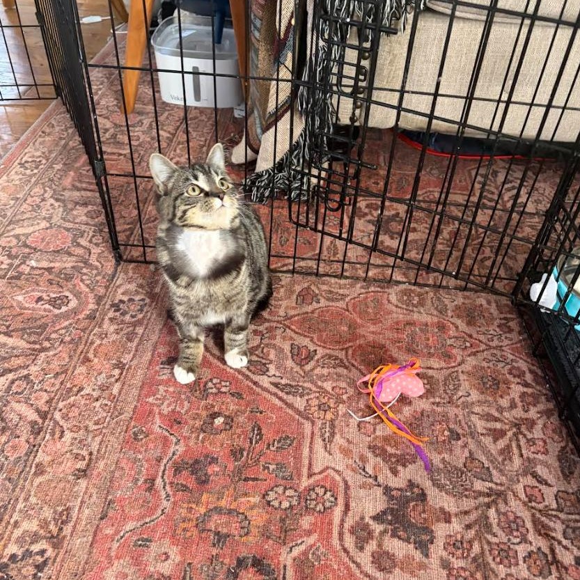 Enlarge Tripod Truffles, a Adoptable Domestic Short Hair in Cleveland Heights, OH image 1/6