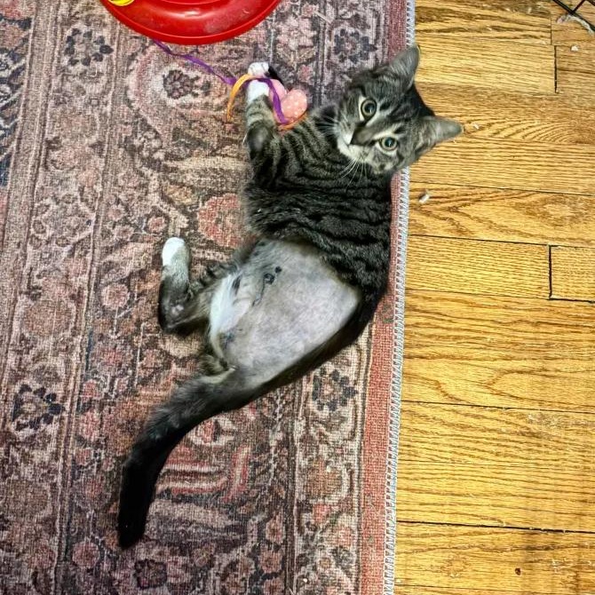 Enlarge Tripod Truffles, a Adoptable Domestic Short Hair in Cleveland Heights, OH image 3/6