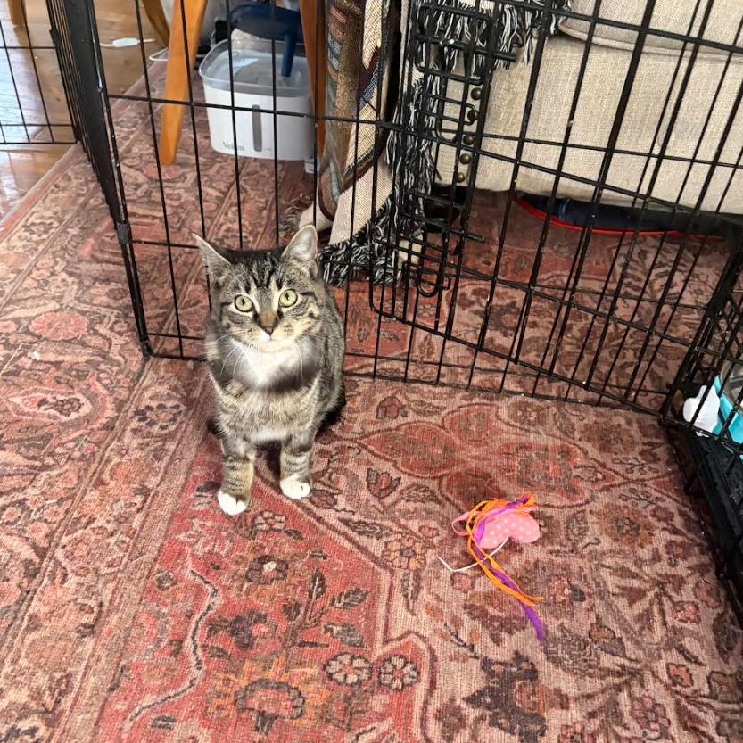 Enlarge Tripod Truffles, a Adoptable Domestic Short Hair in Cleveland Heights, OH image 2/6