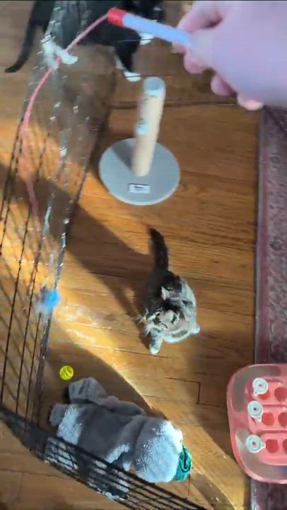 Enlarge Tripod Truffles, a Adoptable Domestic Short Hair in Cleveland Heights, OH video 5/6