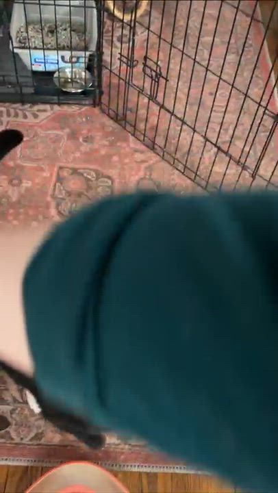 Enlarge Tripod Truffles, a Adoptable Domestic Short Hair in Cleveland Heights, OH video 4/6