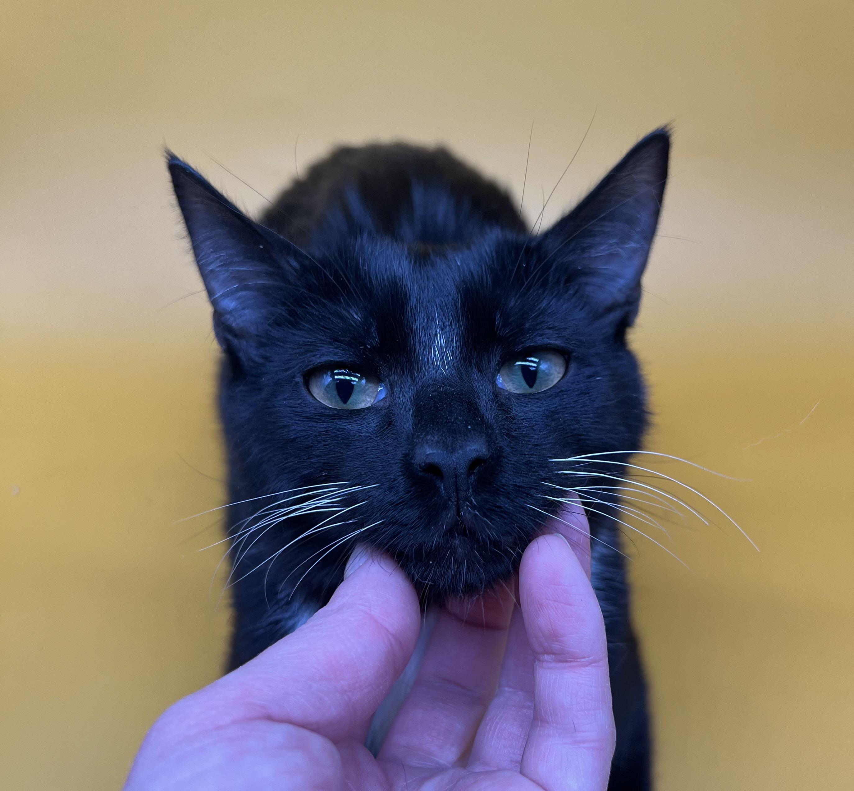 Enlarge Domino, a Adoptable mixed breed in Tucker, GA image 4/6