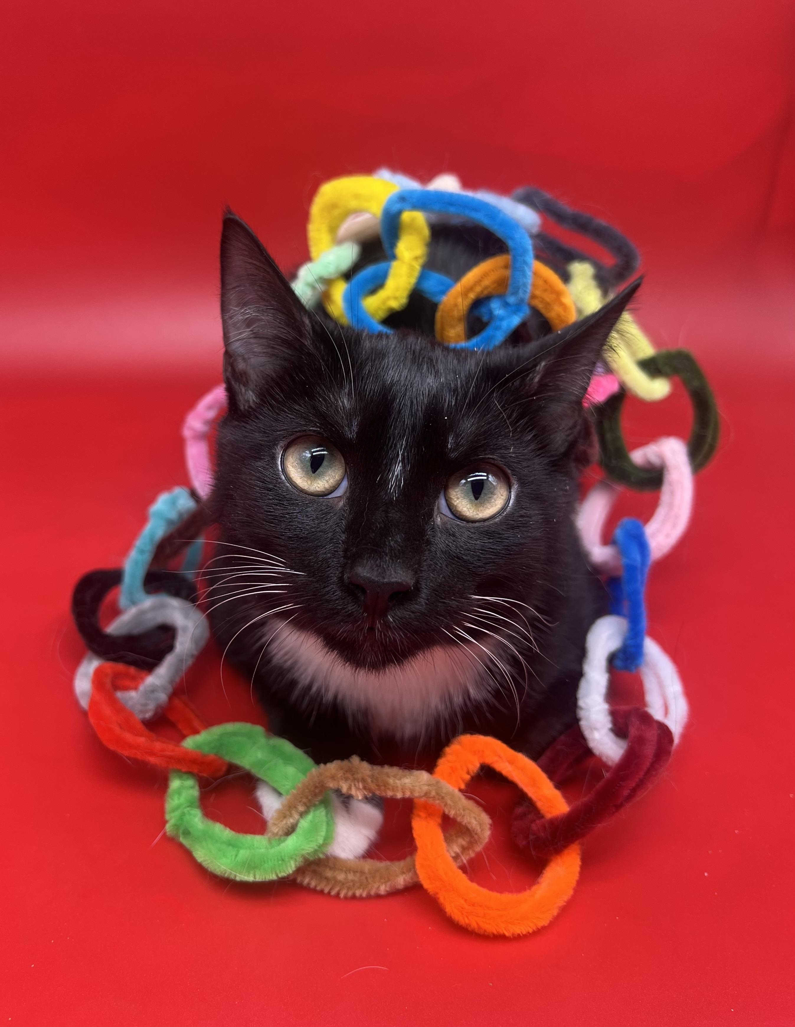 Enlarge Domino, a Adoptable mixed breed in Tucker, GA image 1/6