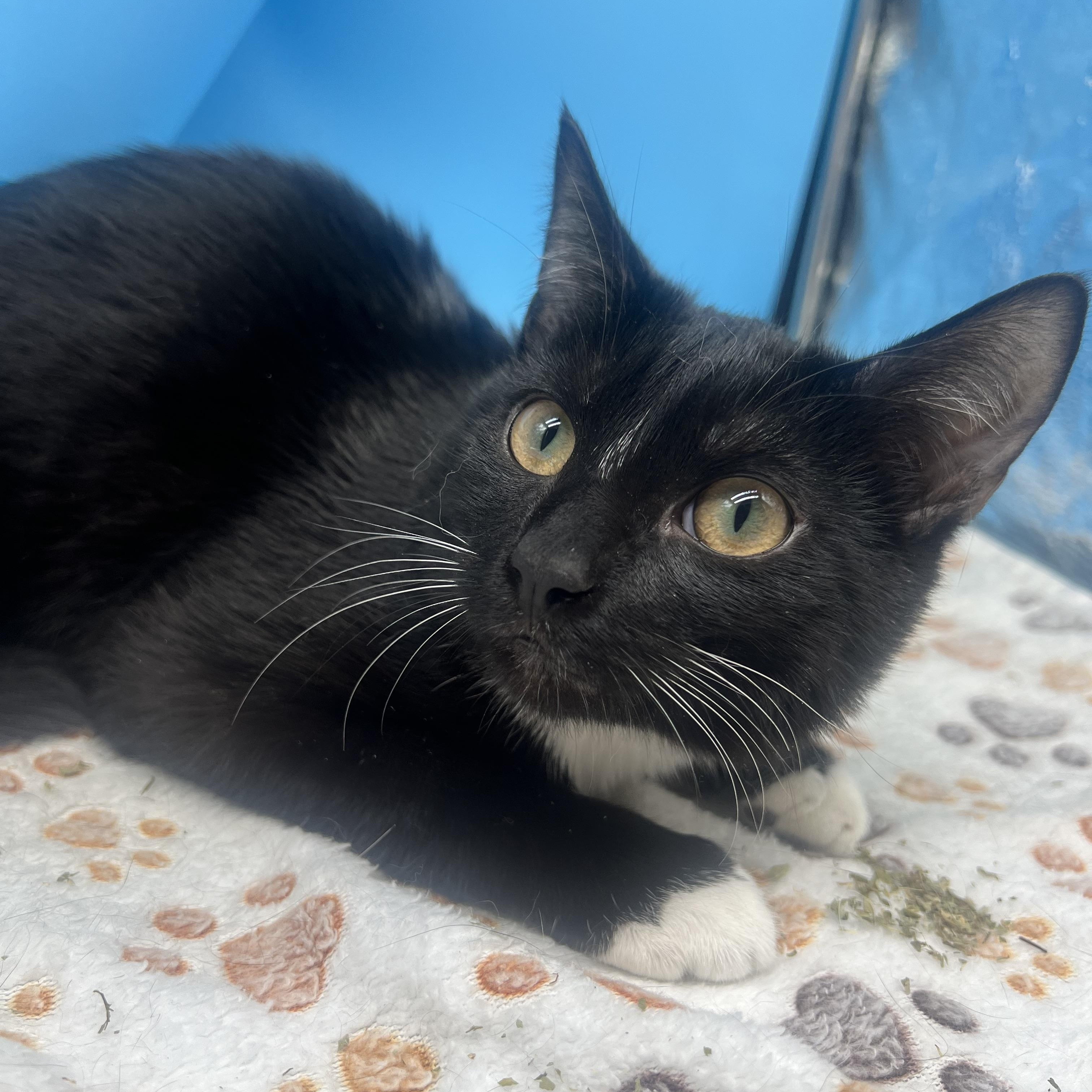 Enlarge Domino, a Adoptable mixed breed in Tucker, GA image 6/6