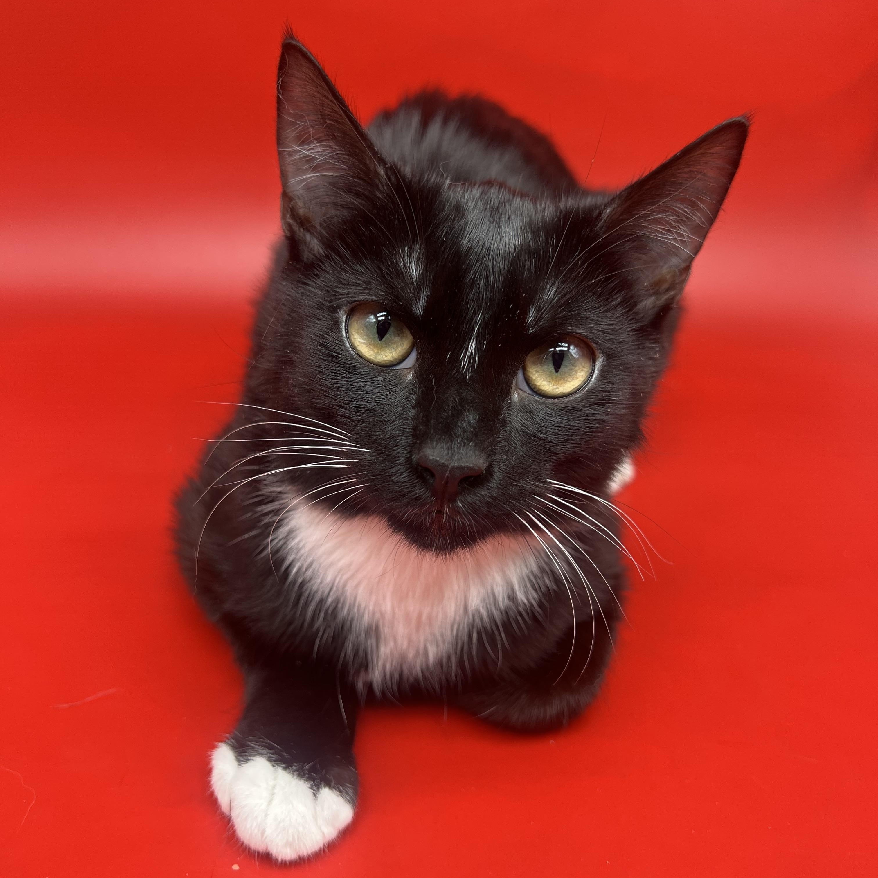 Enlarge Domino, a Adoptable mixed breed in Tucker, GA image 2/6