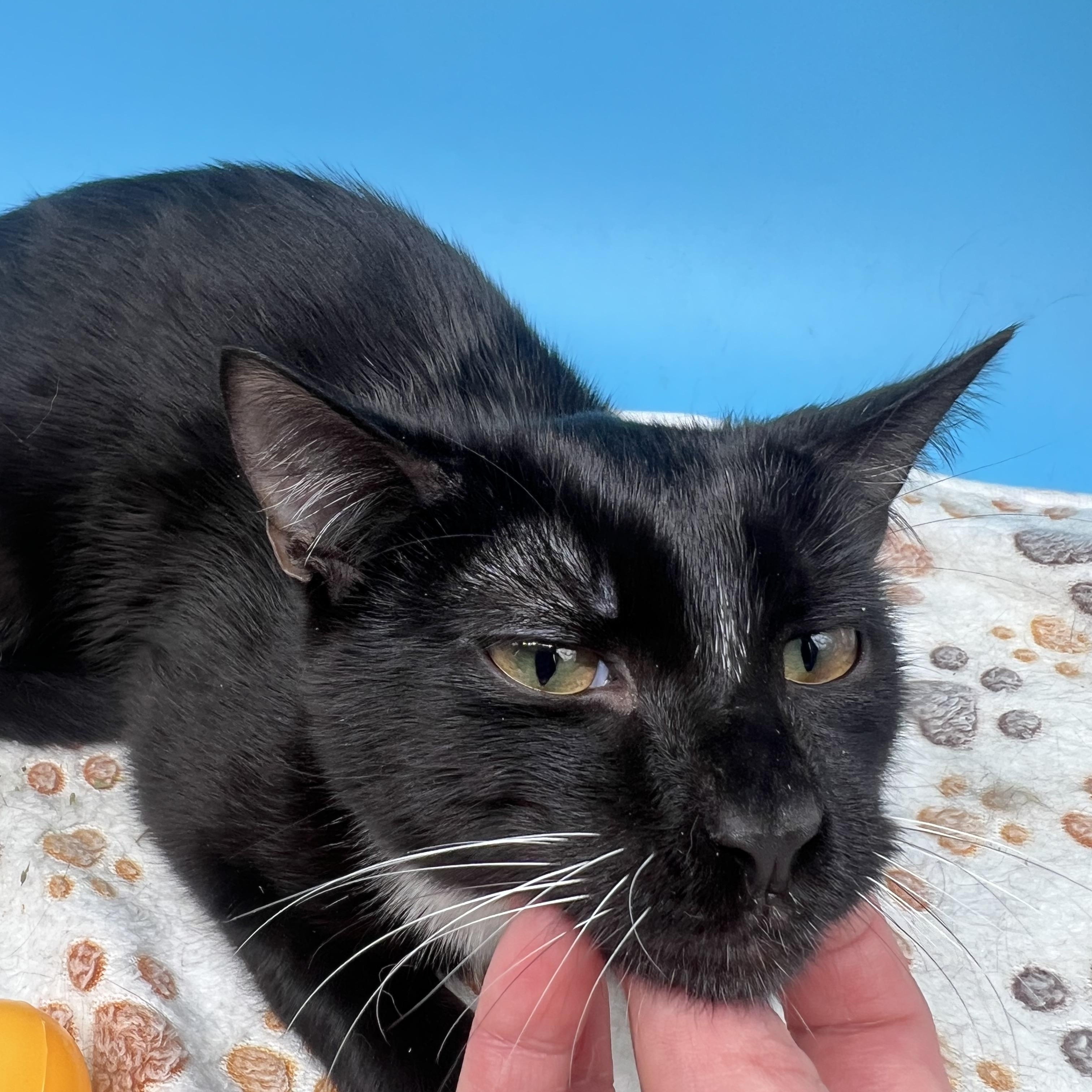 Enlarge Domino, a Adoptable mixed breed in Tucker, GA image 5/6