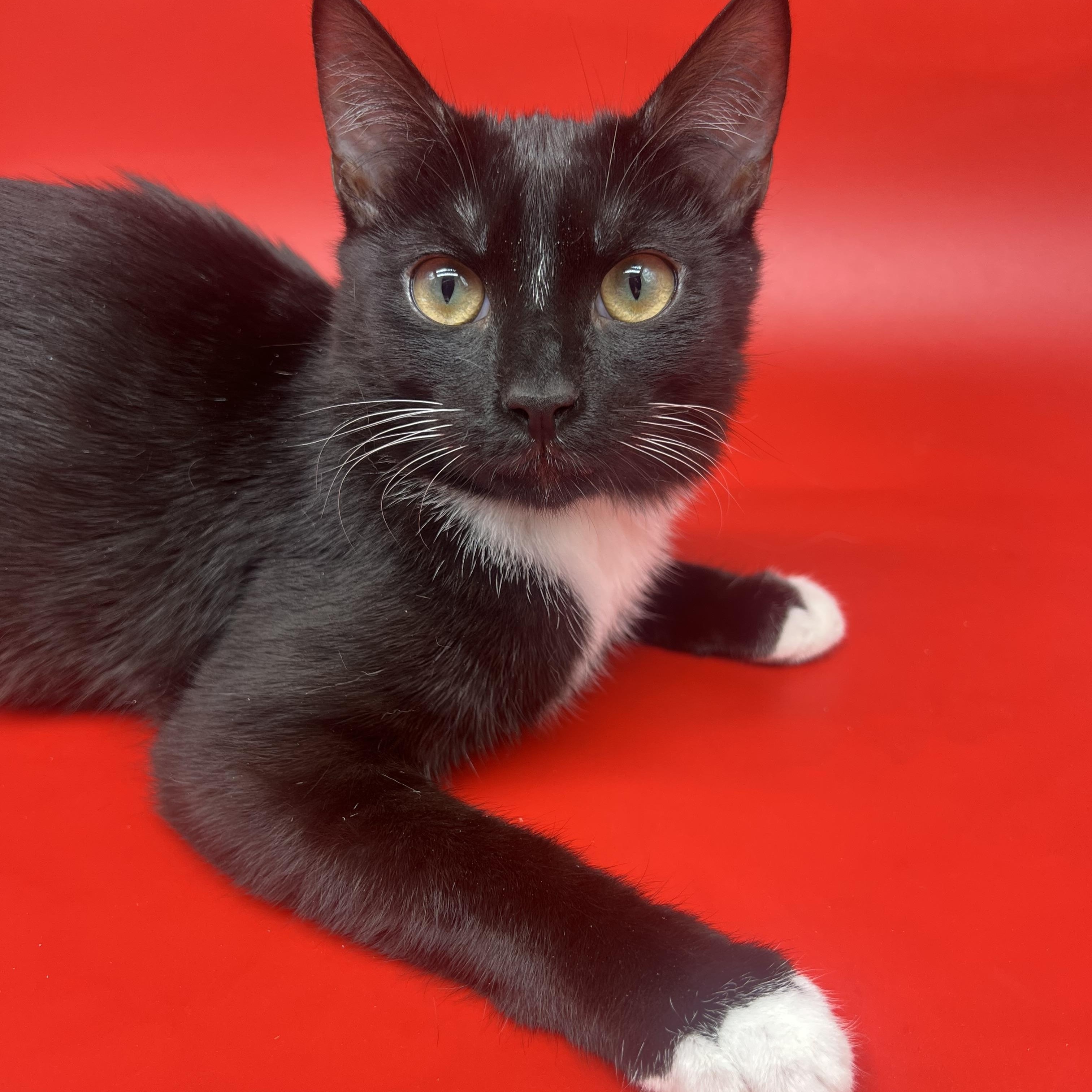 Enlarge Domino, a Adoptable mixed breed in Tucker, GA image 3/6