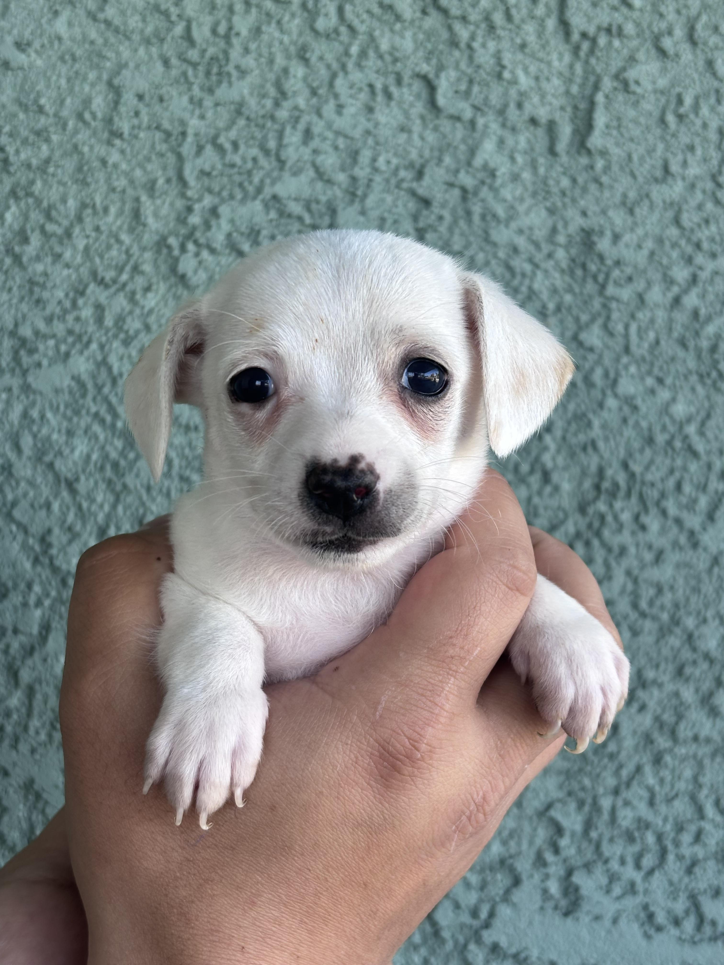 Lenora, ADOPTABLE, Puppy Female Chihuahua & Maltese.