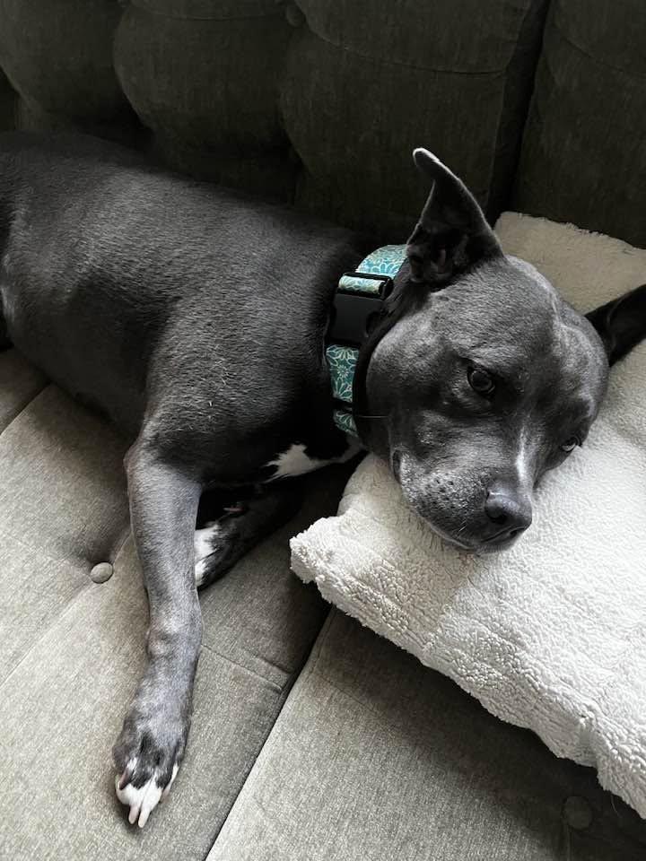 Enlarge Lady Nancy, a ADOPTABLE mixed breed in Cleveland, OH image 6/6