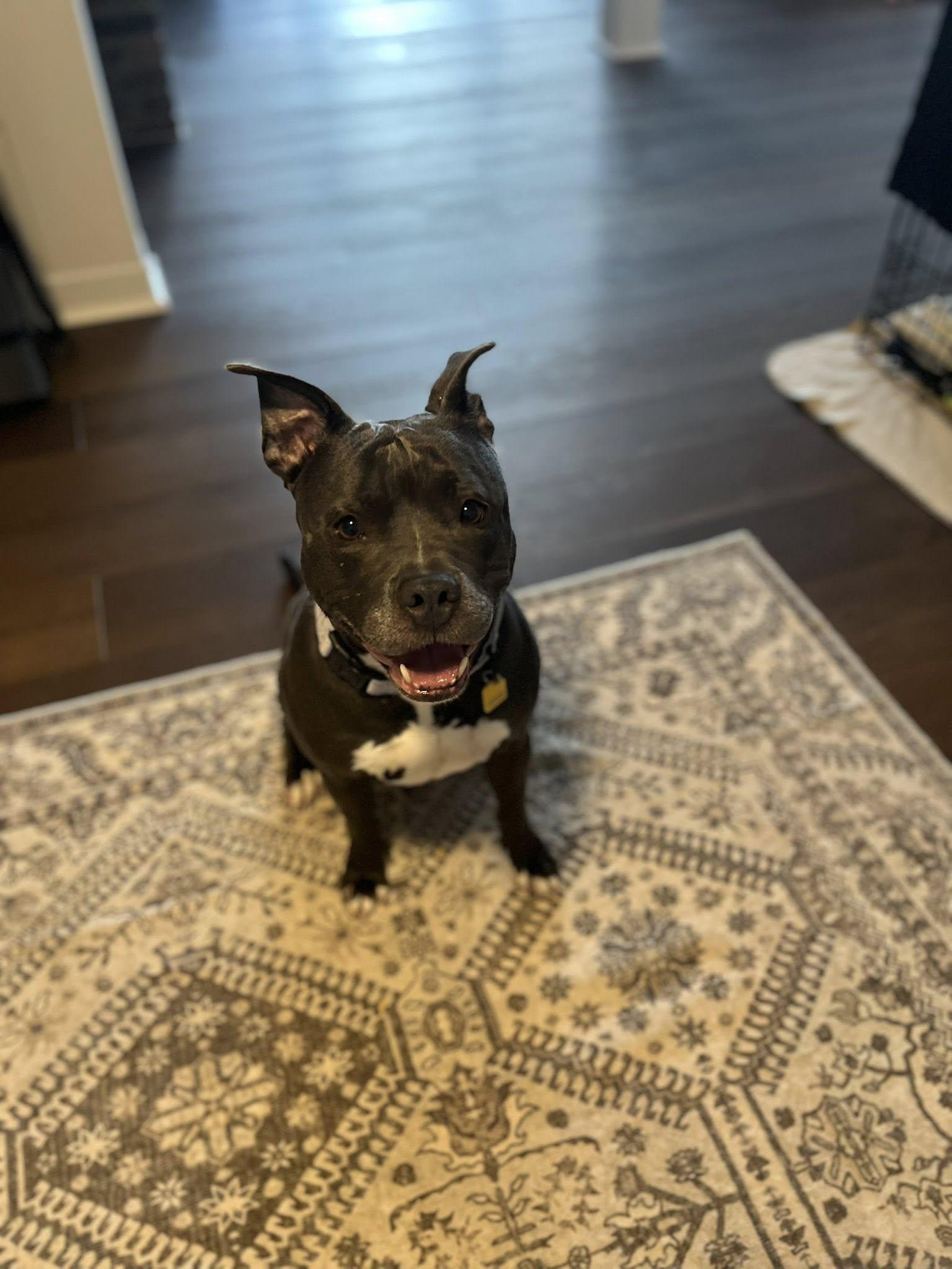 Enlarge Lady Nancy, a ADOPTABLE mixed breed in Cleveland, OH image 5/6